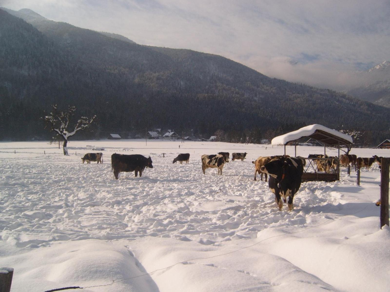 Farmhouse Soklic Bohinj Esterno foto